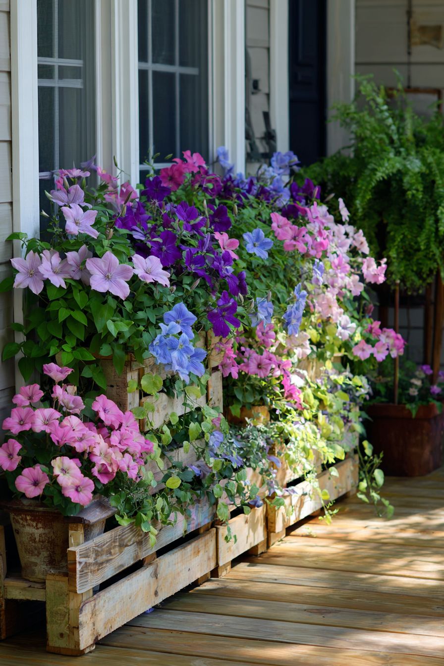  Layer Clematis and Petunias in a Pallet for Cascading Color